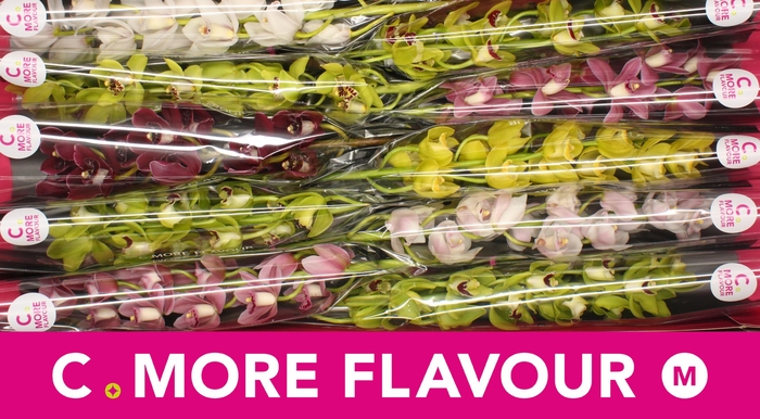 <h4>Mini cymbidium 'Mix 60 cm'</h4>