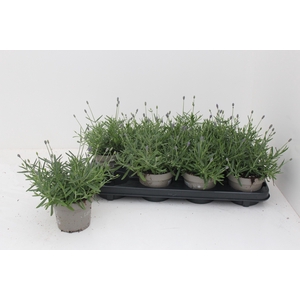 LAVAN AN ESSENCE PUR