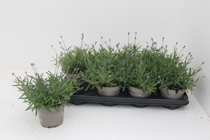 <h4>LAVAN AN ESSENCE PUR</h4>