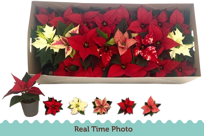 <h4>EUPHOR P GEM</h4>