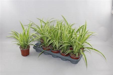Chlor Comosum