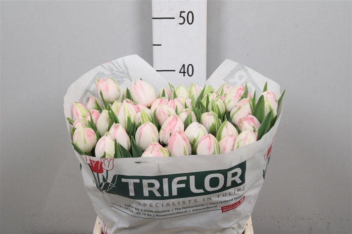 <h4>Tu Fr Ranomi</h4>