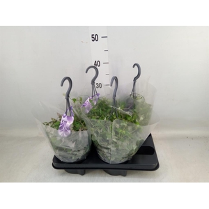 Ceropegia linearis 'Remy'