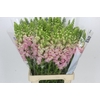 Antirrhinum Potomac Early Pink