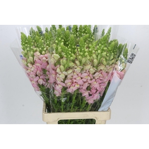 Antirrhinum Potomac Early Pink