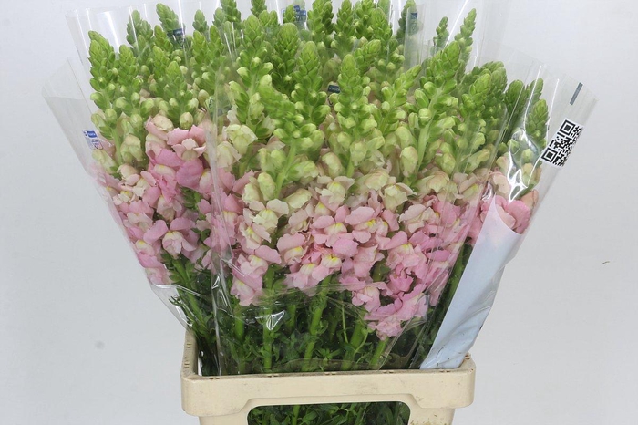 <h4>Antirrhinum Potomac Early Pink</h4>
