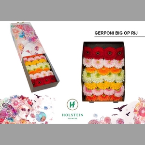 GE GB GERP BI GEM RY