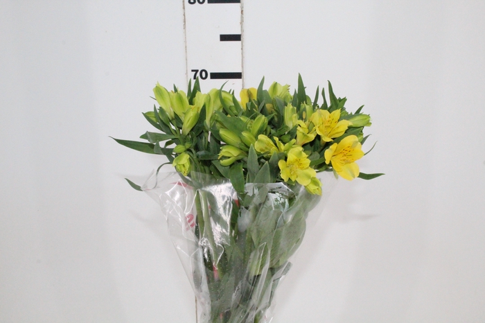 <h4>ALSTROEMERIA SUNNY LADY 070 CM</h4>