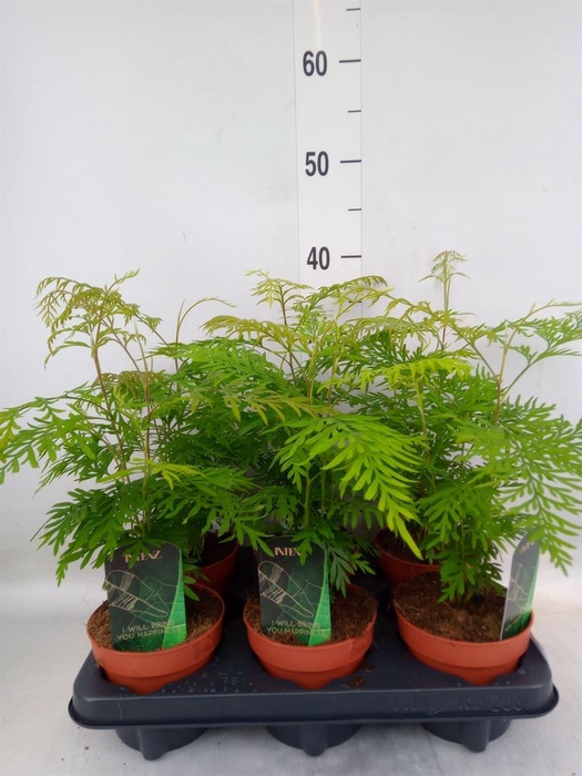 <h4>Grevillea robusta</h4>
