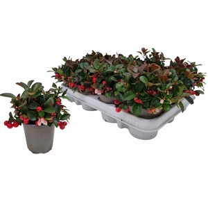 Gaulth Procumbens P9