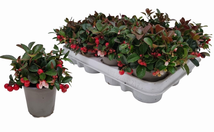 <h4>GAULTH PROCUMBENS</h4>