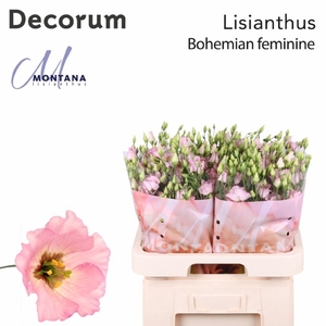 Lis enk Bohemian Feminine