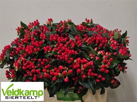 <h4>Hyp Mag Impression Vert 60cm</h4>