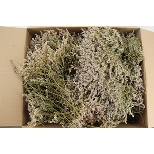 DF Tataricum Gonio Natural 1kg