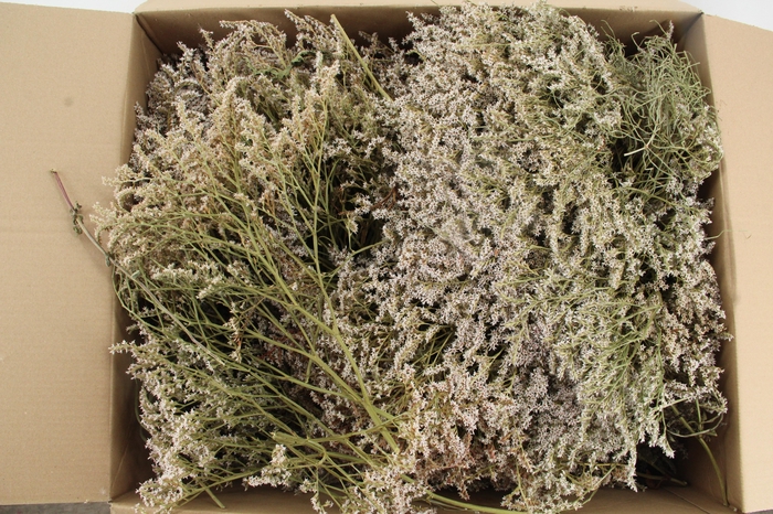 <h4>DF Tataricum Gonio Natural 1kg</h4>