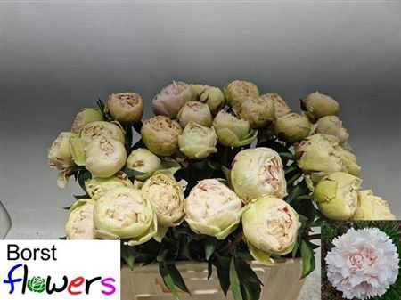 <h4>Paeonia Lactiflora Grp 'Solange'</h4>