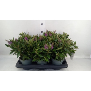 Hebe  'Hebedonna Emma'