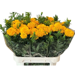 TAGE COCO GOLD 080CM