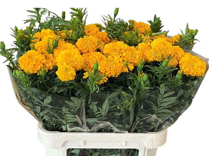 <h4>TAGE COCO GOLD 080CM</h4>