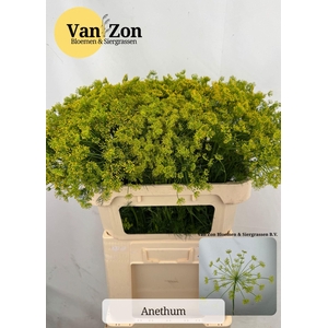 ANETHUM GRAVEOLENS ANET GRAVEOLENS