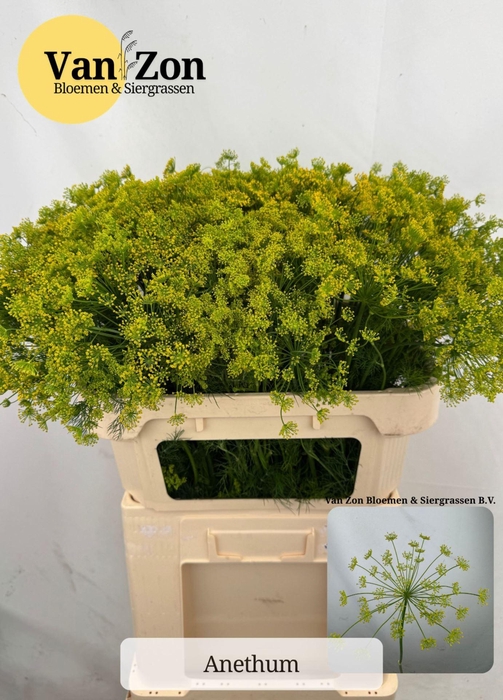 <h4>ANETHUM GRAVEOLENS ANET GRAVEOLENS</h4>