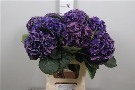<h4>Hydr M Royal King</h4>