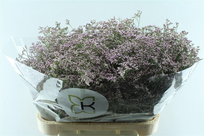 <h4>Lim Saf Oshi Pink</h4>