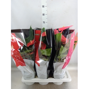Anthurium   ...mix