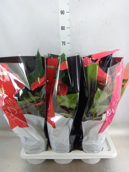 <h4>Anthurium   ...mix</h4>