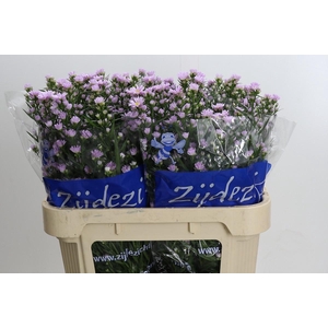 Aster Claudia
