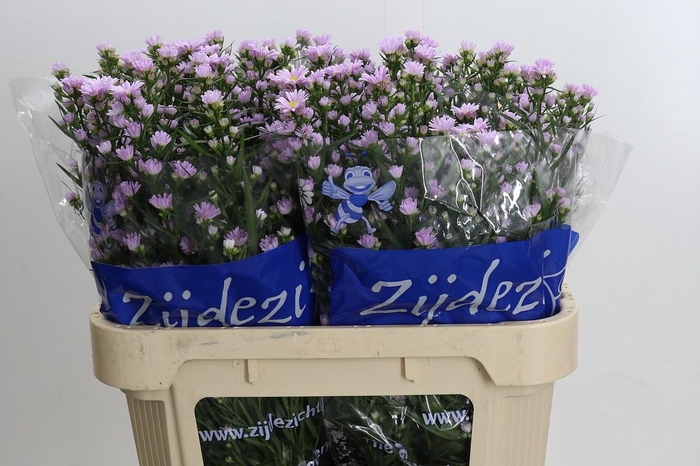 Aster Claudia