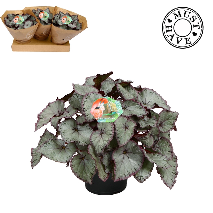 <h4>Bladbegonia Rex Hawaiian Silver Must Have</h4>