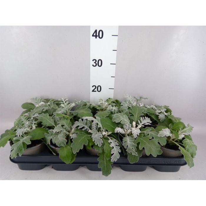 <h4>Jacobaea maritima</h4>