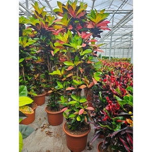 Codiaeum Iceton (Croton Iceton)