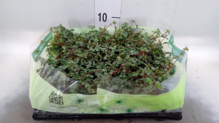 <h4>Pilea glaucophylla 'Greyzy'</h4>