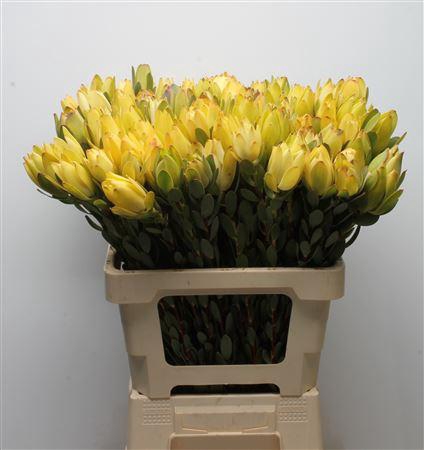 Leucad Discolor Yellow