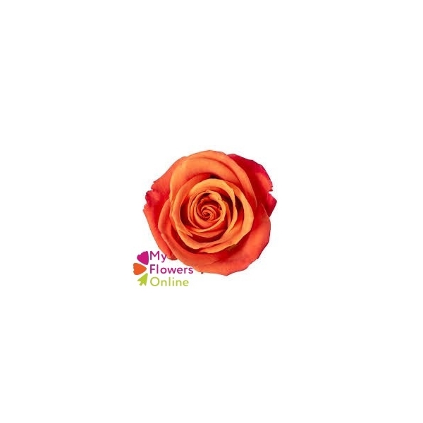 <h4>R Gr Orange Crush Orange 50cm EC</h4>