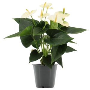 Anthurium Cocos in transparant sleeve