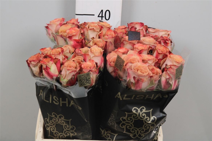 <h4>R Gr Cappuccino</h4>