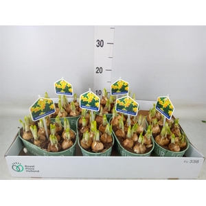 Arr.  Narcissus Tete Tete L%