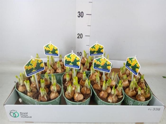 <h4>Arr.  Narcissus Tete Tete L%</h4>