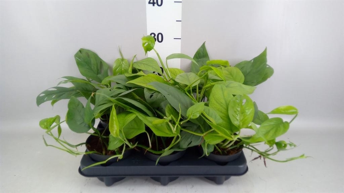 <h4>Epipremnum pinn. 'Cebu Blue'</h4>