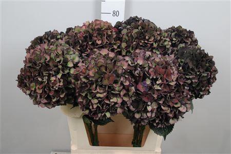<h4>Hydr Cl M Mag Ruby P</h4>