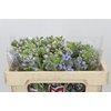 Oxypetalum Tweedia Blue