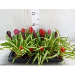 Bromelia   ...mix