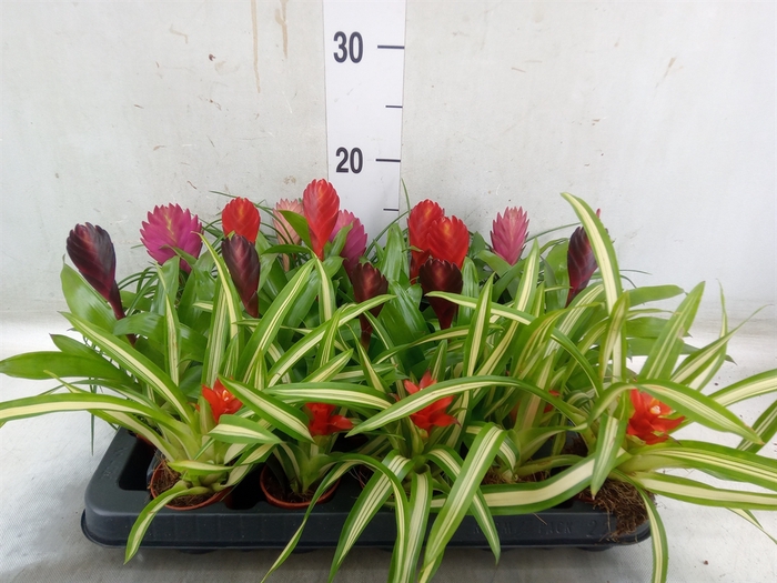 <h4>Bromelia   ...mix</h4>