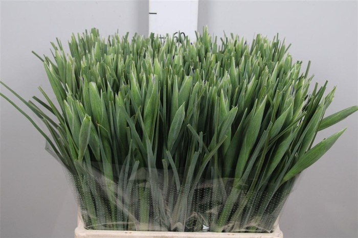 <h4>Iris New Magic</h4>