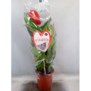 Anthurium andr. 'Red Bull'