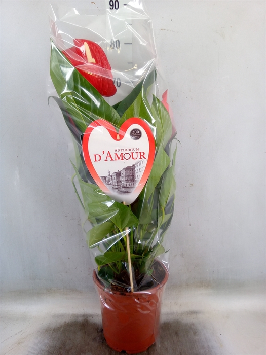 <h4>Anthurium andr. 'Red Bull'</h4>