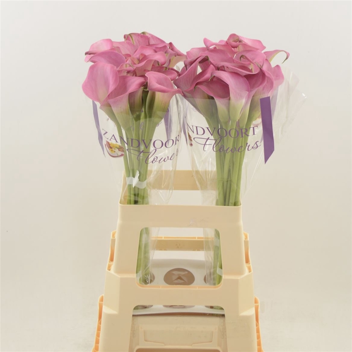 <h4>Calla Zazu</h4>